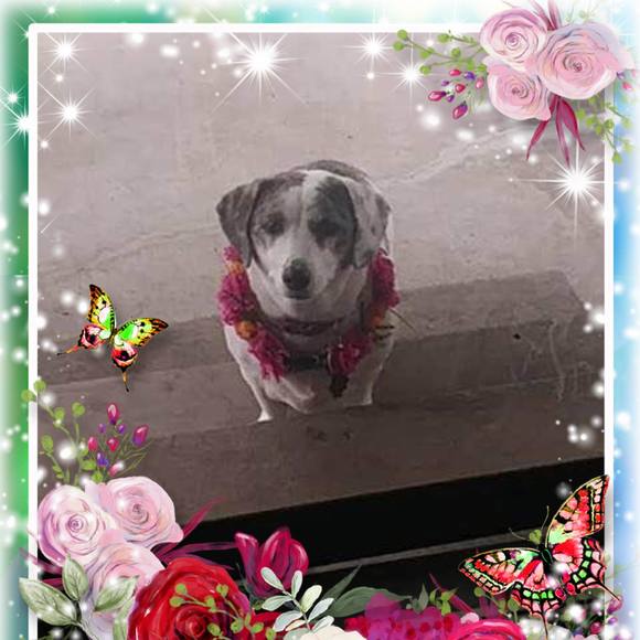 Meet your Posher, Barbara - Picture 1 of 1